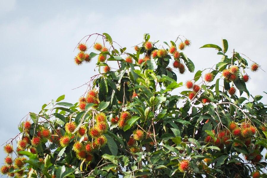 27 Arti Mimpi Melihat Pohon Rambutan Berbuah Lebat: Pertanda Baik atau Buruk?