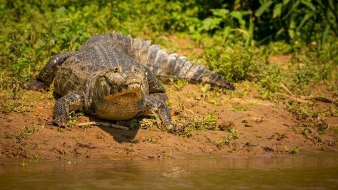 Tragis! Wanita Nias Selatan Tewas Diterkam Buaya saat Mandi di Laut Bekalang Rumah