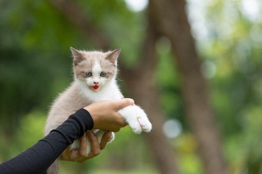 27 Arti Mimpi Menyelamatkan Kucing, Simbol Keberanian dan Tanggung Jawab