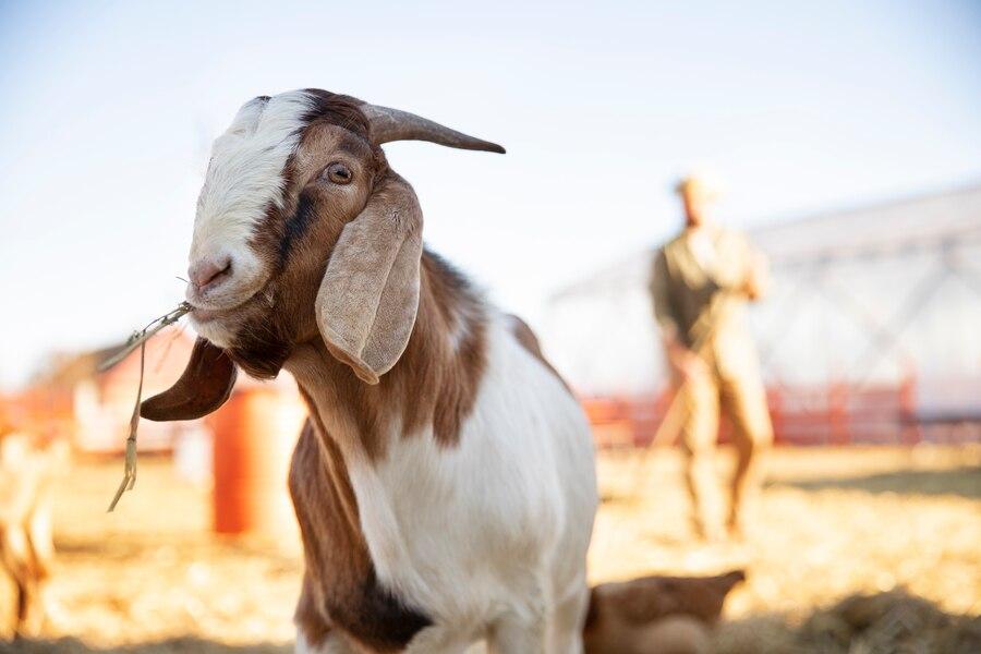 27 Arti Mimpi Dikejar Kambing: Makna dan Penjelasannya