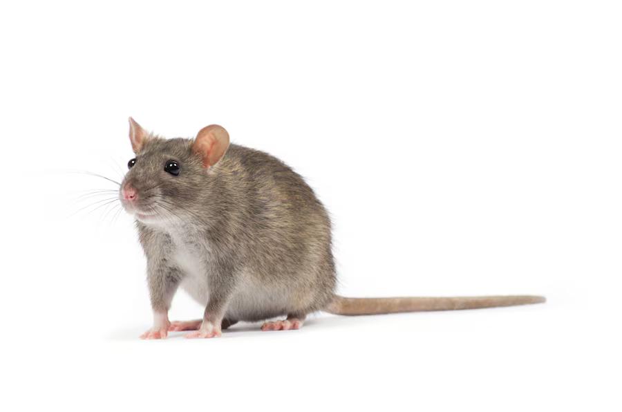 27 Arti Mimpi Memukul Tikus, Makna Tersembunyi di Balik Alam Bawah Sadar