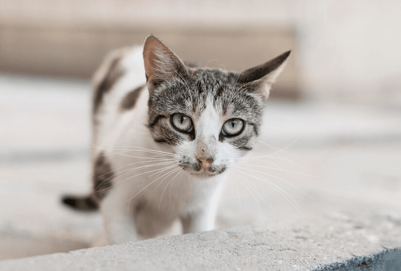 27 Arti Mimpi Diikuti Kucing, Pertanda Apa?