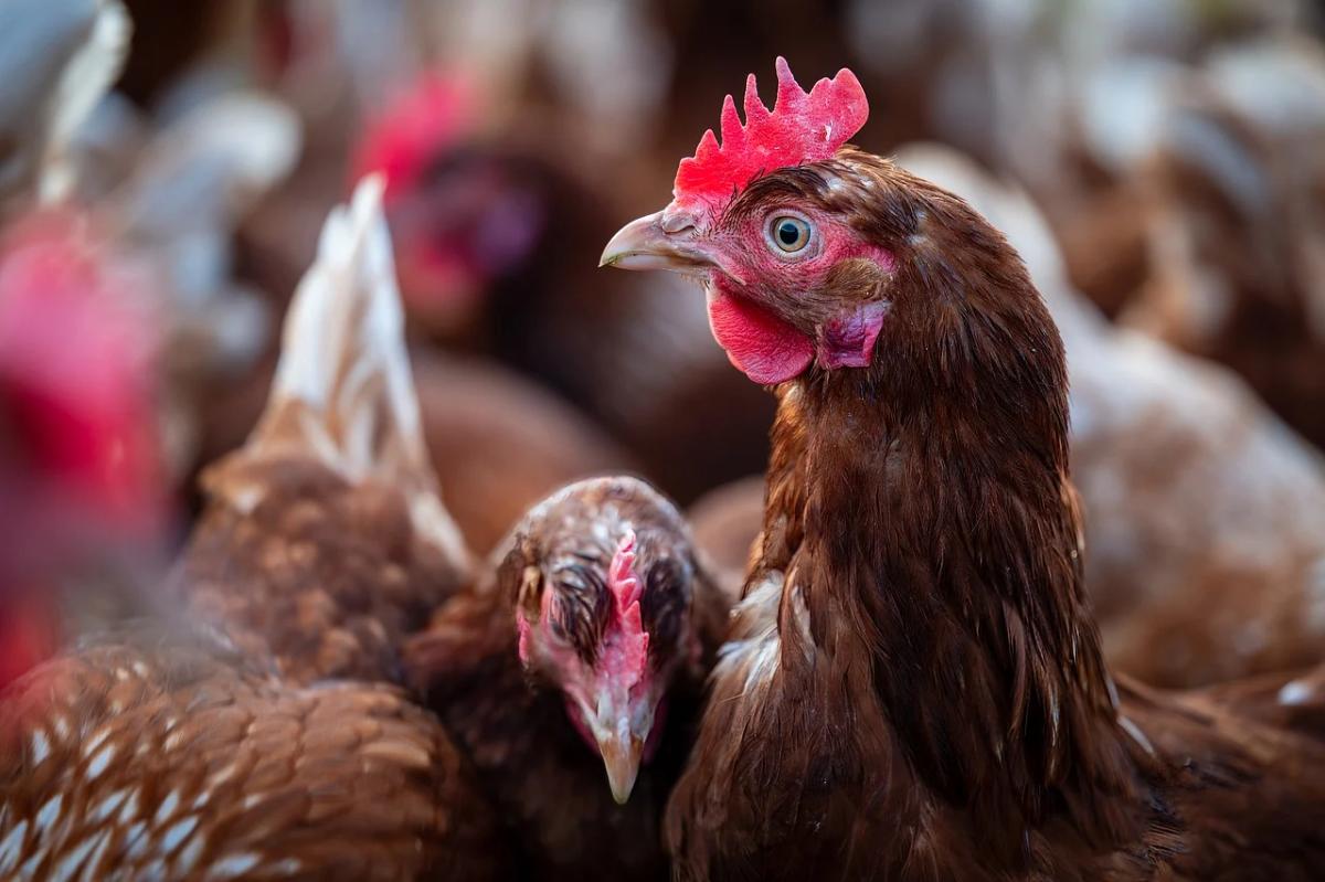 27 Arti Mimpi Membunuh Ayam, Simbol Perubahan dan Pembebasan