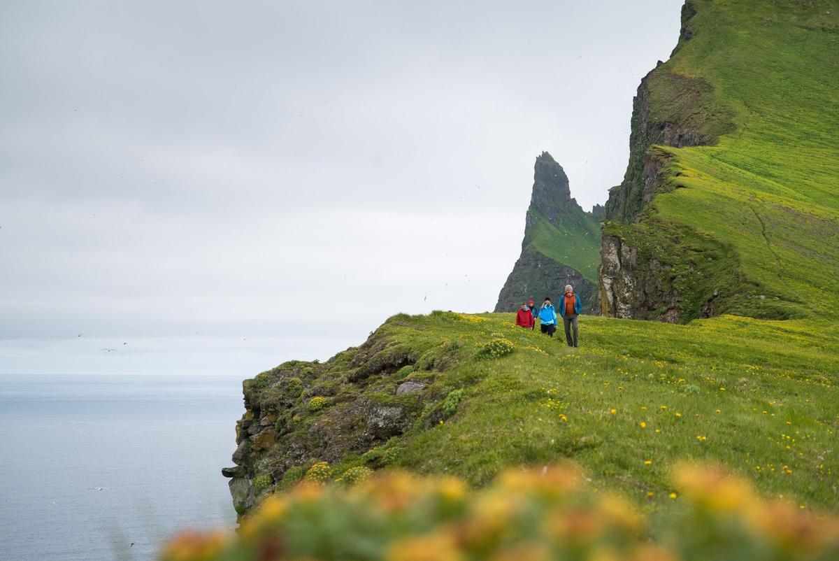 Hornstrandir Nature Reserve: Keajaiban Alam Terpencil di Islandia