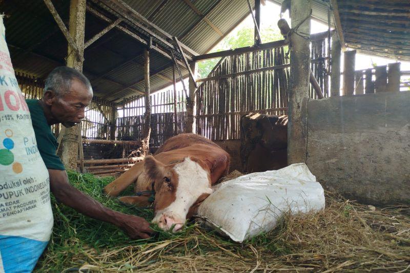 4 Sapi di Ponorogo Mati Mendadak Diduga gegara PMK