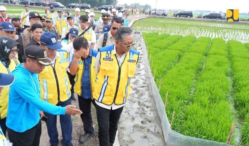 Cirebon Sukses, Irigasi Padi Hemat Air bakal Diterapkan di Seluruh RI