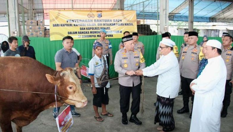 Kapolri Sumbang 4 Sapi Limosin Dukung Haul Guru Sekumpul