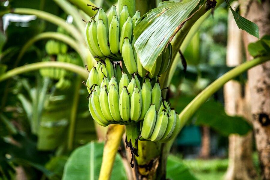 27 Arti Mimpi Memotong Pohon Pisang, Simbol Perubahan Hidup?