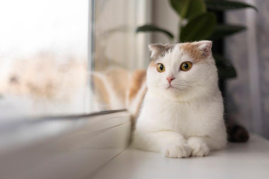 Kucing Tidak Mau Makan? Ini Penyebab dan Cara Mengatasinya!