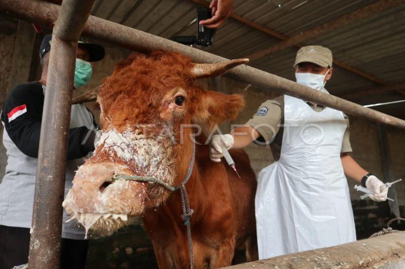 Anak Buah Mentan Amran Jamin Kasus PMK Tak Ganggu Stok Daging Saat Ramadan