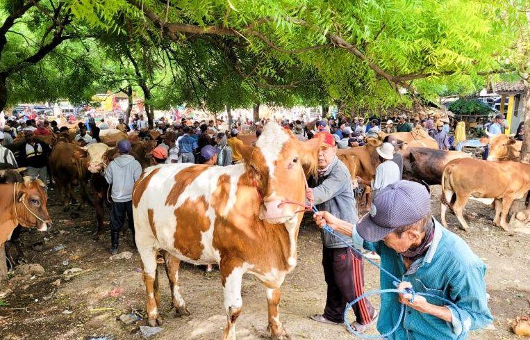 Harga Sapi di Situbondo Turun Imbas Penyebaran Virus PMK