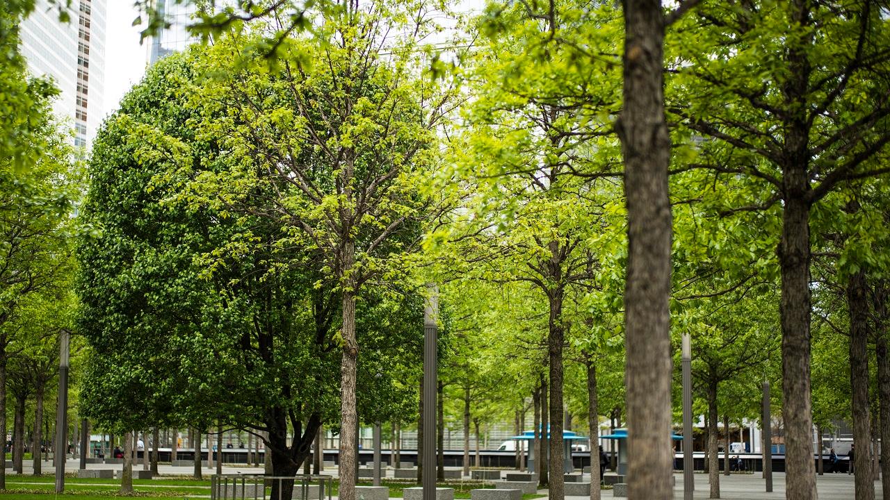 Survivor Tree di New York, Simbol Ketahanan dan Harapan Setelah Tragedi 9/11