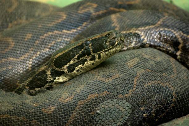 Heroik! Ibu Selamatkan Anak dari Lilitan Piton 6 Meter di Sulbar