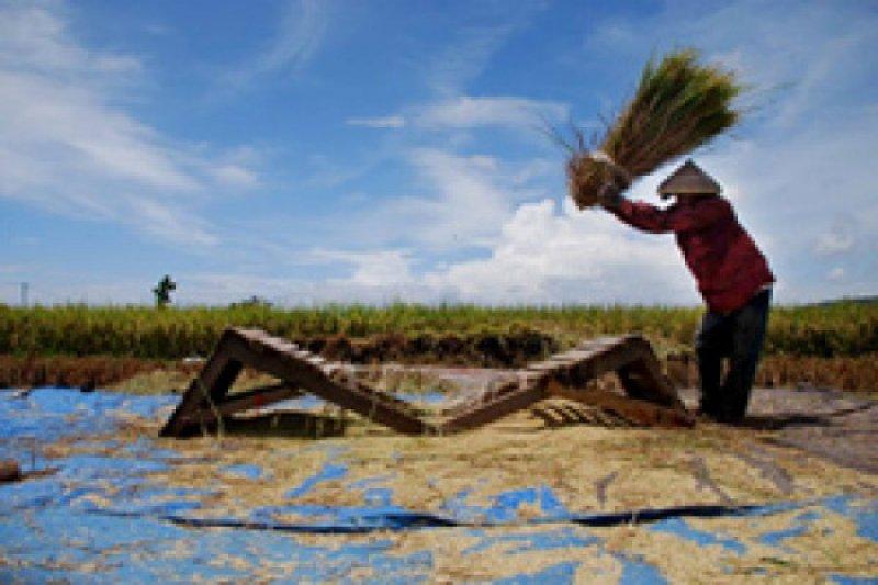 Kenaikan HPP Gabah Dinilai Untungkan Petani