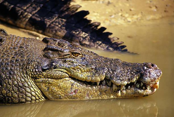 5 Ekor Buaya di Penakaran Batam Lepas Usai Pagar Rusak gegara Hujan