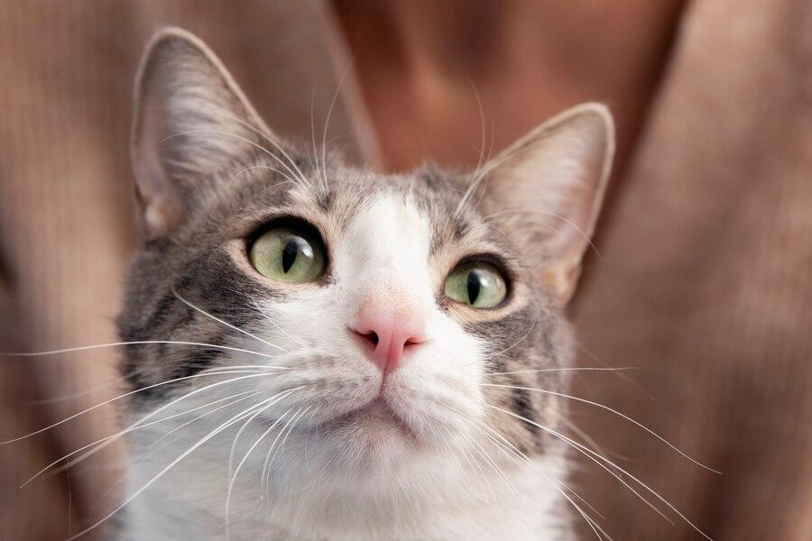 7 Cara Ampuh Agar Kucing Tidak Berak Sembarangan di Rumah