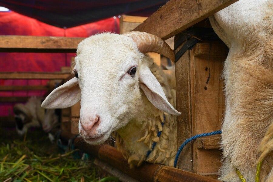 Cara Ampuh Mengobati Batuk dan Flu pada Kambing