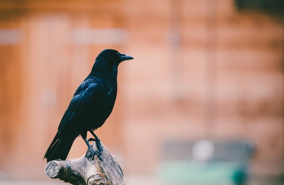 Makna Burung Masuk Rumah, Pertanda Baik atau Buruk?