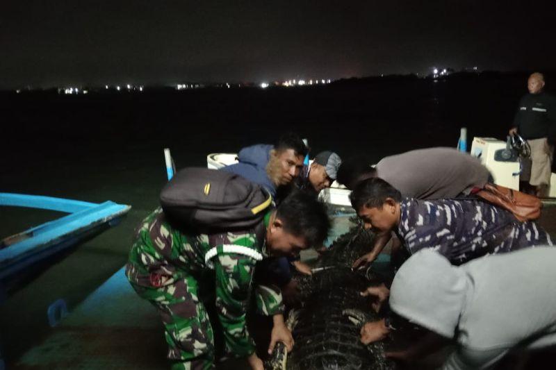 TNI AL dan Masyarakat Bersinergi Evakuasi Buaya Lepas di Pulau Bulan