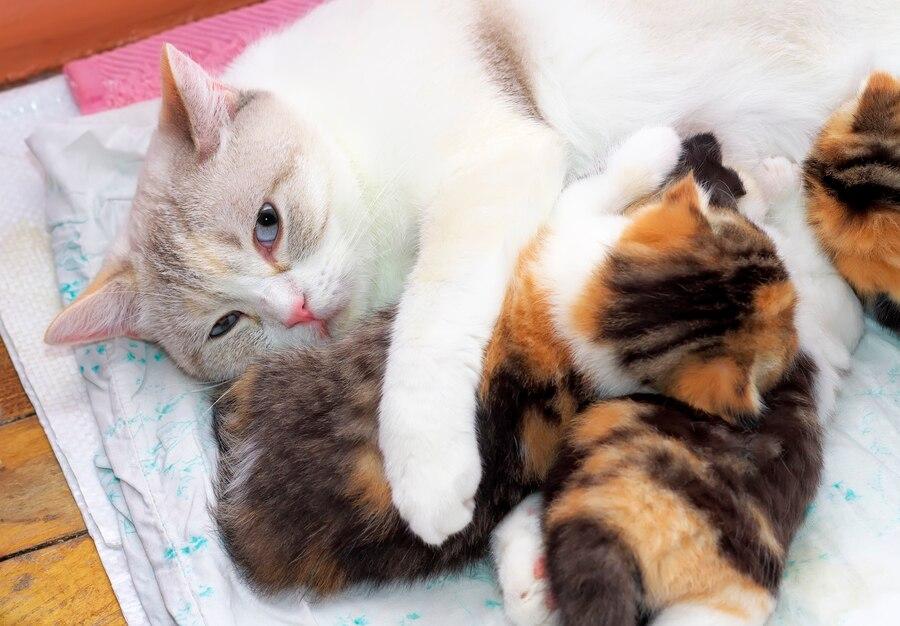 51 Arti Mimpi Kucing Melahirkan, Simbol Keberuntungan atau Perubahan?