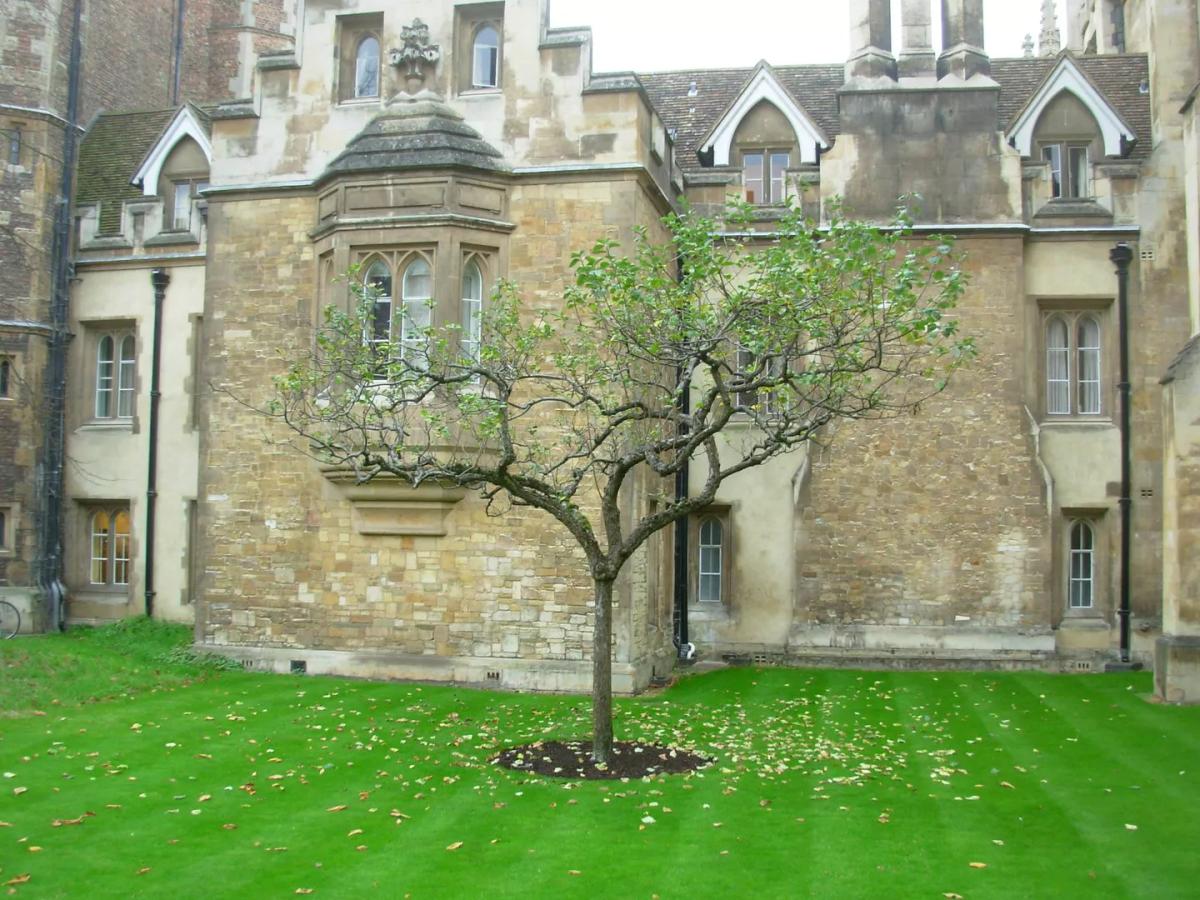 Pohon Apel Newton, Warisan Ilmiah yang Bertahan di Cambridge
