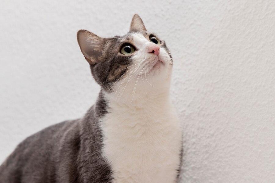 7 Tindakan yang Wajib Dilakukan Ketika Kucing Hilang