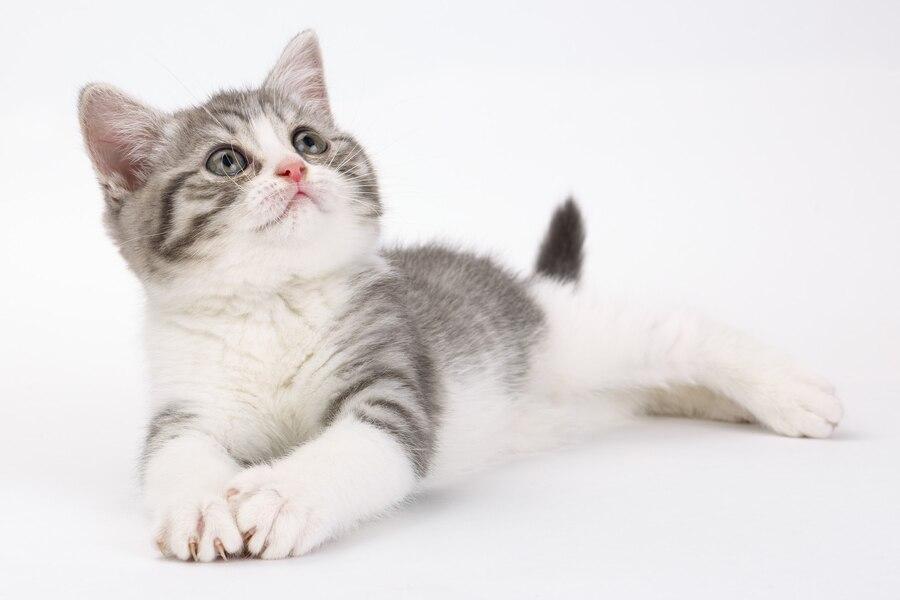 Kucing Tiba-Tiba Hilang? Ini Penyebab dan Cara Mencegahnya
