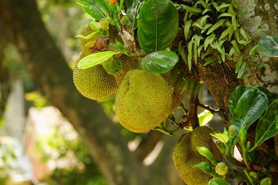 27 Arti Mimpi Makan Nangka, Simbol Kehidupan dan Keberuntungan
