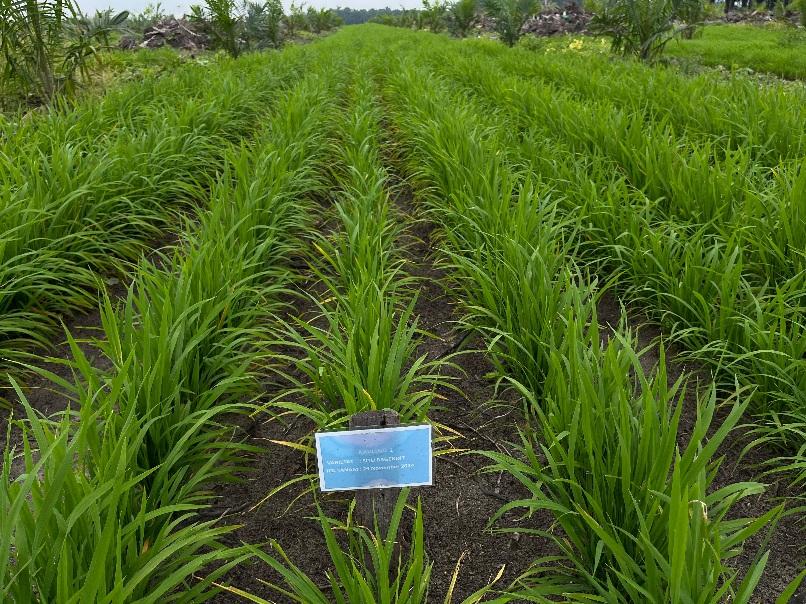 Program TAMPAN PTPN IV, Sawit dan Padi Sukses Bersinergi