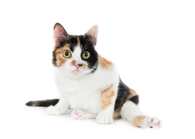Pria di Kelapa Gading Tembak Kucing hingga Mati gegara Mobil Dikencingi