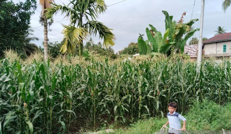 Pariaman Genjot Produksi Jagung Jadi 1.021,8 Ton di 2024