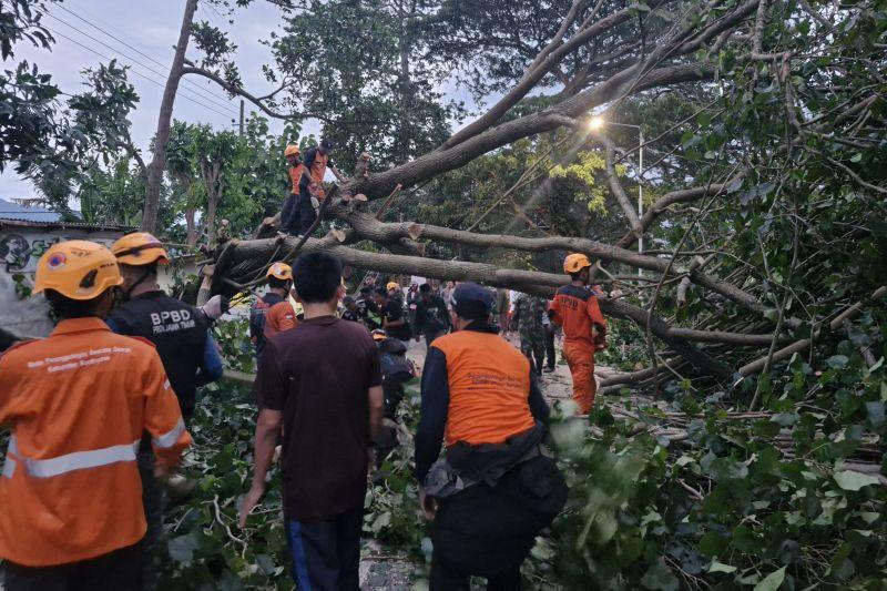 Angin Kencang di Bondowoso Sebabkan Pohon Tumbang, 5 Pengendara Terluka