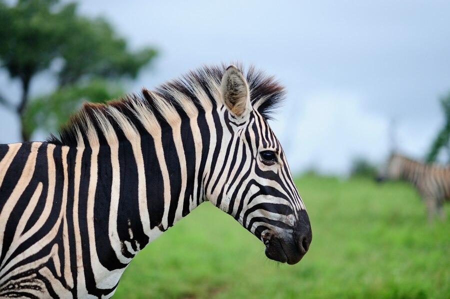 31 Januari: Memperingati Hari Zebra Sedunia