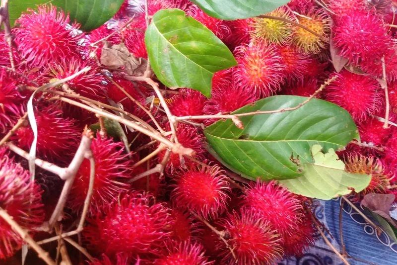 Ekonomi Masyarakat di Lebak Terdongkrak Panen Rambutan