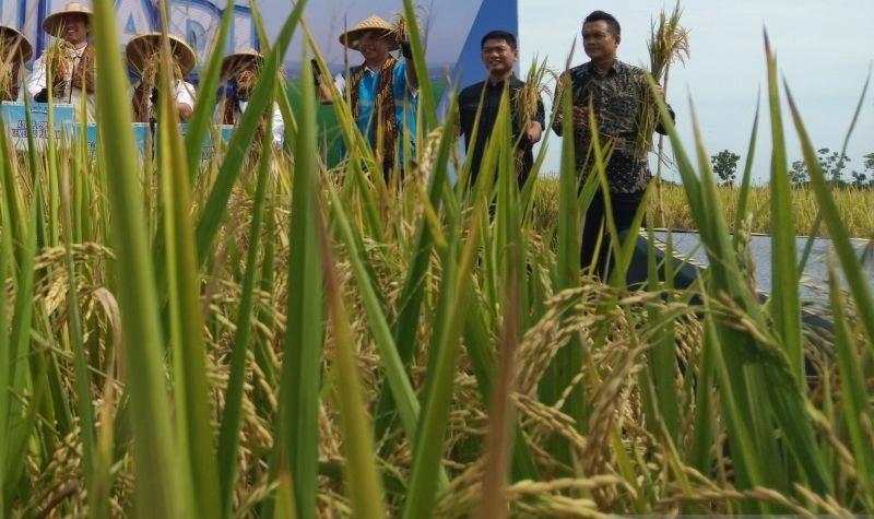 Cuaca Ekstrem, Cirebon Produksi Padi 560 Ribu Ton Selama 2024