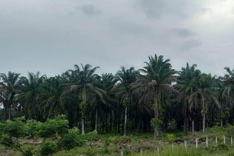 Harga Sawit Naik Rp86,18 per kg: Dorong Optimisme Petani
