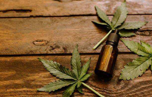 Polisi Ungkap Praktik Budidaya Ekstraksi Minyak Ganja di Lampung