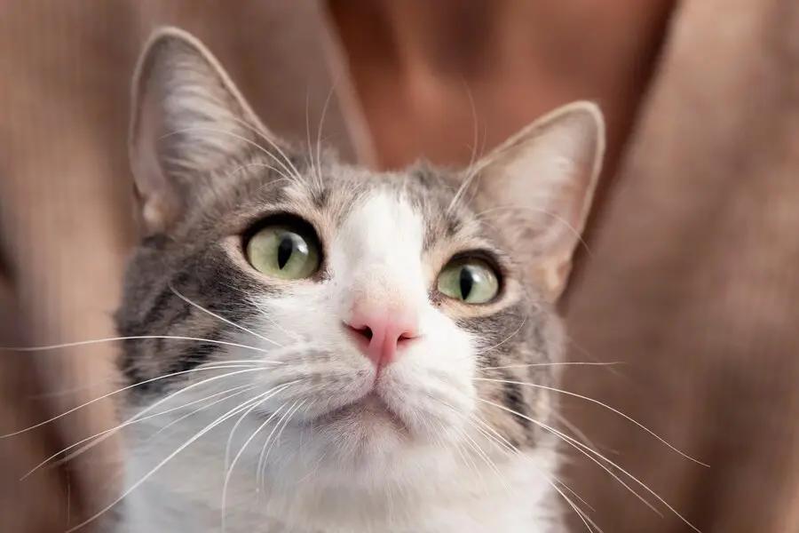 Viral Pria Tembak Mati Kucing di Bandung gegara Emosi Diganggu saat Makan