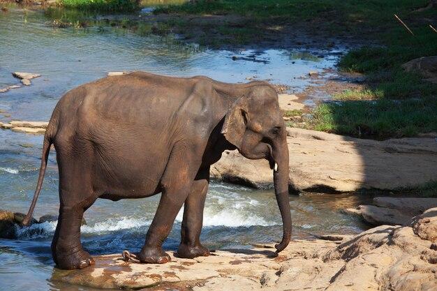 Enam Gajah Liar Mati Tertabrak KA di Sri Lanka