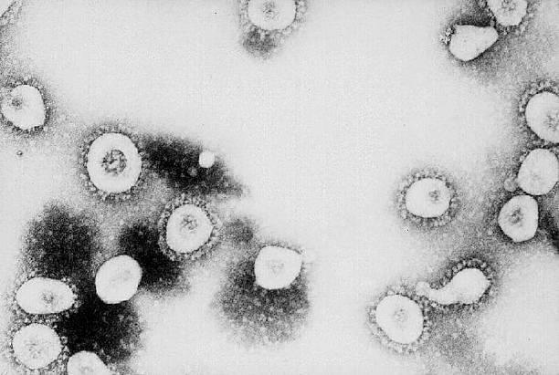 Ilmuwan China Temukan Virus Corona Baru pada Kelelawar