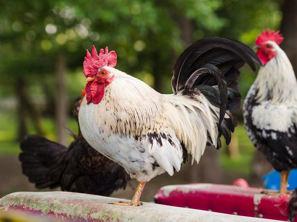 31 Makna Mimpi Kena Kotoran Ayam, Pertanda Baik atau Buruk?