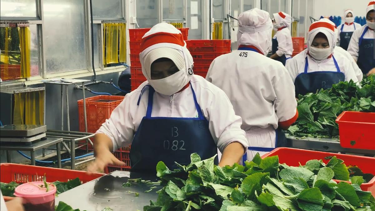 72 Ton Wasabi Produksi Perusahaan Semarang, Tembus Pasar Jepang