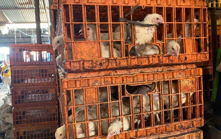 Omzet Bisnis Ayam Gelonggongan di Pasar Kebayoran Lama Capai Rp10 Juta per Hari