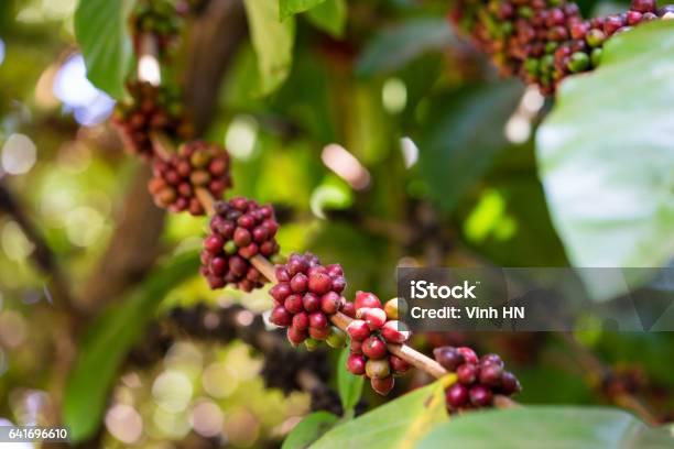 Sering Disangka Robusta, Ini Karakteristik dan Fakta Menarik Kopi Excelsa