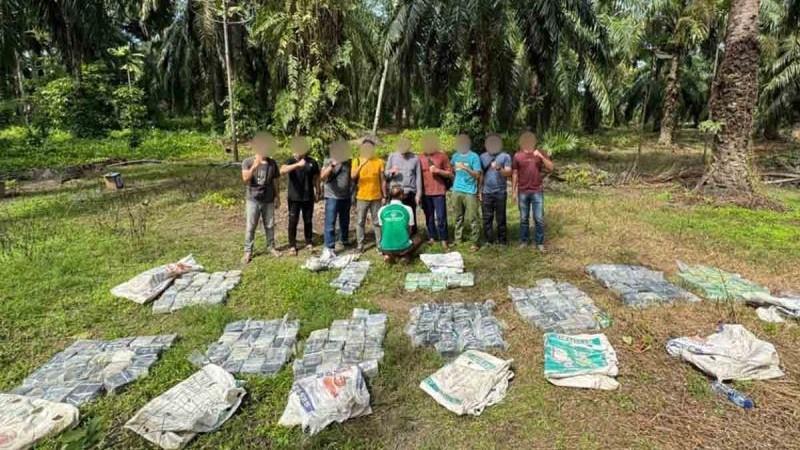 Bea Cukai Temukan 188 Kg Sabu Disimpan di Kebun Sawit