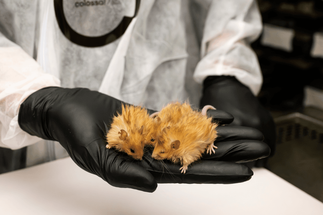 Woolly Mouse, Sebuah Penemuan Baru Mengembalikan Spesies Purba yang Telah Punah