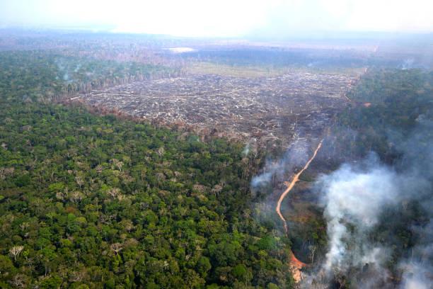 Pembangunan Jalan di Amazon jelang KTT Iklim COP30 di Brasil Tuai Kontroversi
