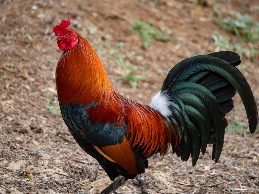 7 Jenis Daun Bernutrisi untuk Pakan Ayam Kampung