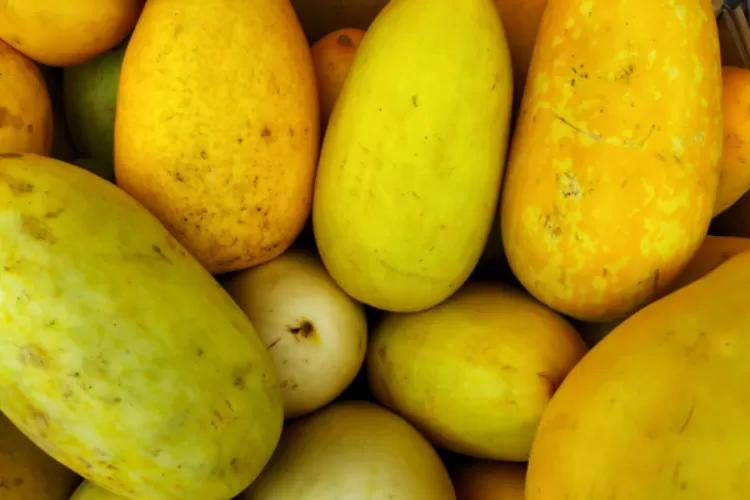 Sering Jadi Hidangan Berbuka Puasa, Ini Manfaat Mengonsumsi Timun Suri Secara Rutin