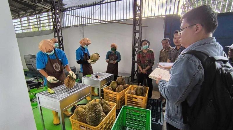 Tunggu Hasil Audit Protokol Ekspor, 3,7 Juta Durian Sulteng Siap Rambah China
